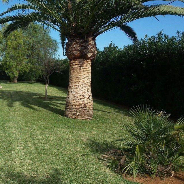 Mantenimientos Tu Jardín jardin con palmera